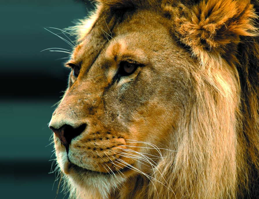 LION-Verlag-Hintergrund_klein